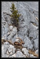 faune de nos montagnes 7